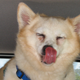 Illustration for article titled Corgi Hybrids Are The New Definition Of Cute